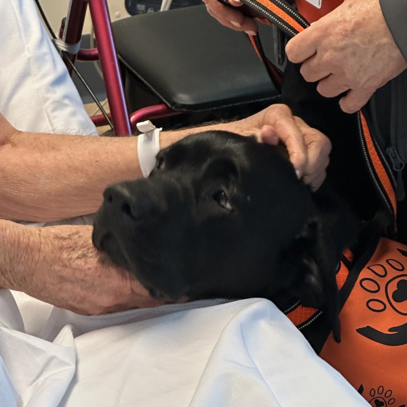 Choppa the assistance dog visiting an elderly patient at St Andrews